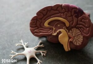 Can Nootropics Cause Brain Damage? (In-Depth Review)