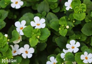 Bacopa Monnieri- The Brain-Boosting Herb You Never Knew You Needed