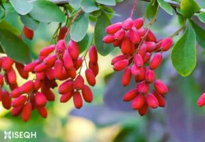 Berberine Nootropic: The Bright Side of Bitterness!
