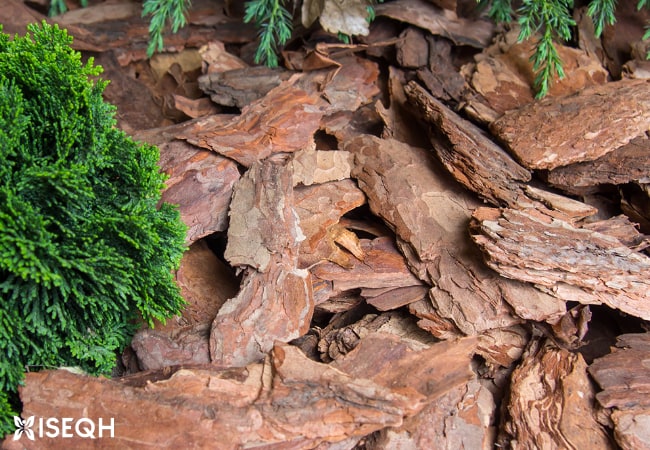 Pine Bark Extract: Benefits, Uses, and Side Effects
