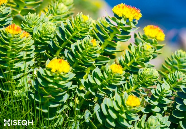 Rhodiola Rosea: Benefits, Dosage, and Side Effects